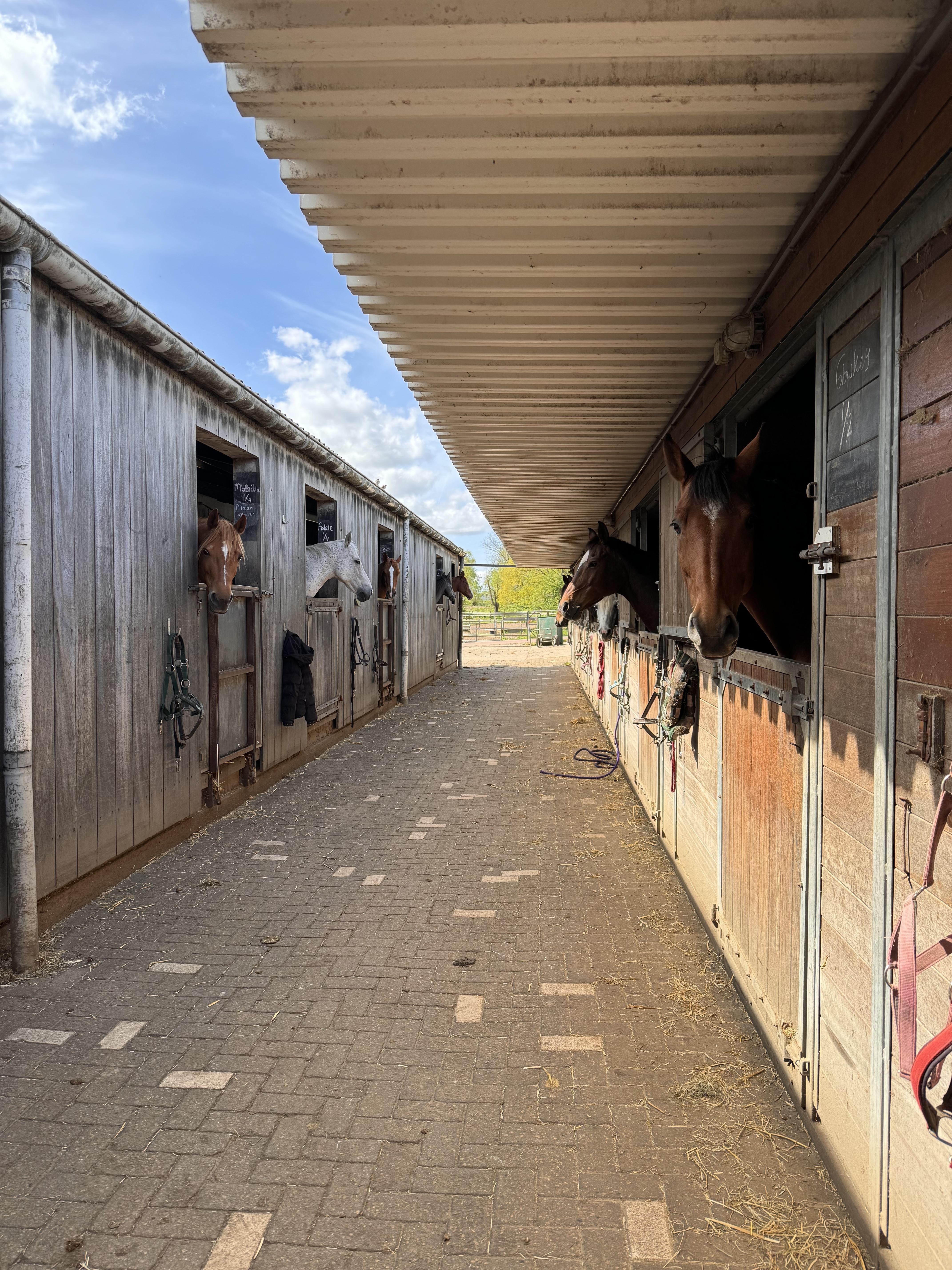 Horses at Waveren